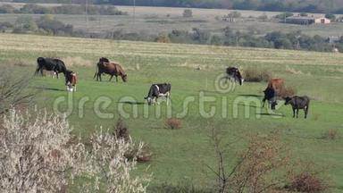 一群牛在草地上吃草. 背景中的村庄和农场.. 夏季